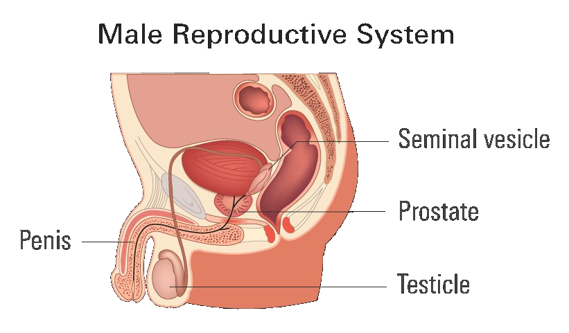 Diagram of the male reproductive system showing the bladder, prostate, seminal vesicle, testicle, and penis.